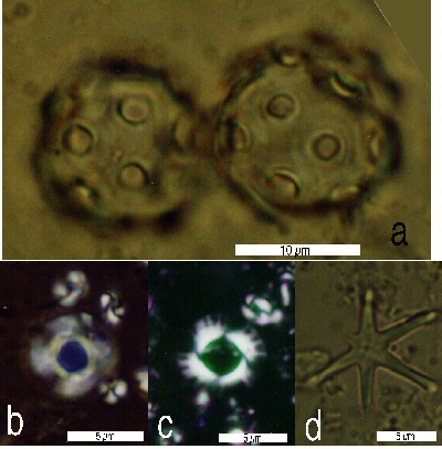 古生物学の基礎 | D.M.ラウプ, S.M.スタンレー, 花井 哲郎 |本